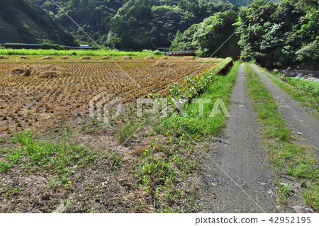 Summer country road in Japan Summer country road in Japan 42952195