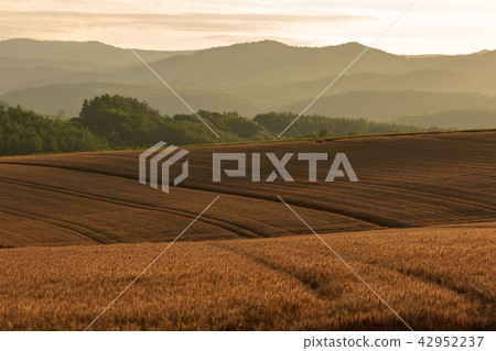 Sunset and Brye Biei Sunset and Brye Biei 42952237