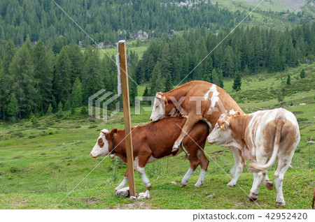 Cows Grazing in the Alps Cows Grazing in the Alps 42952420