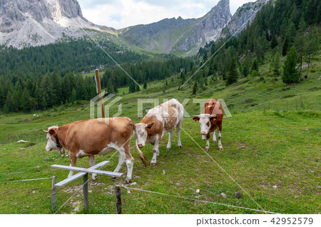 Cows Grazing in the Alps Cows Grazing in the Alps 42952579