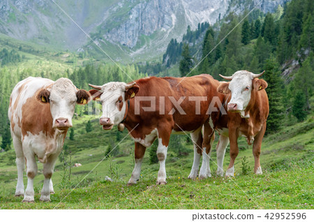 Cows Grazing in the Alps Cows Grazing in the Alps 42952596