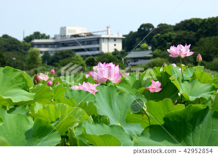 Lotus flower of Shinobazu Pond 42952854