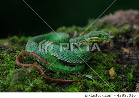 Pope's Green Pitviper snake 42953010
