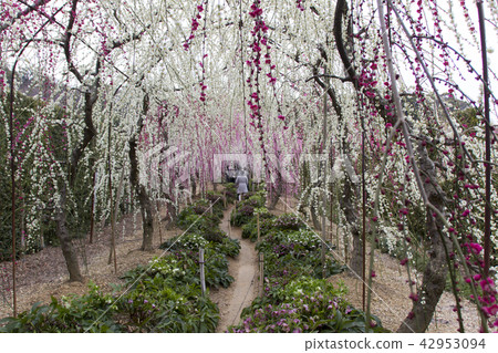 Duson落下的梅花植物/靜岡縣濱松市 42953094