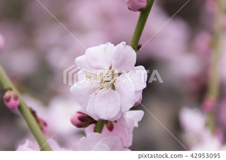 Duson落下的梅花植物/靜岡縣濱松市 Duson落下的梅花植物/靜岡縣濱松市 42953095