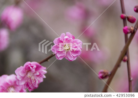 Duson落下的梅花植物/靜岡縣濱松市 42953096