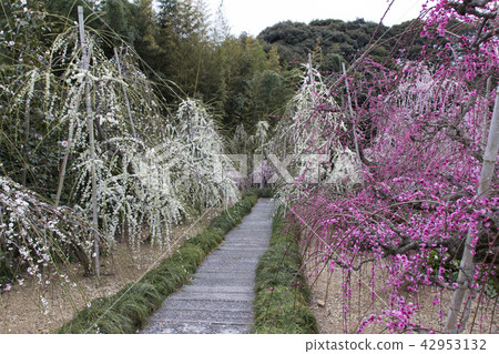 Duson fallen plum plant / Shizuoka prefecture Hamamatsu city 42953132