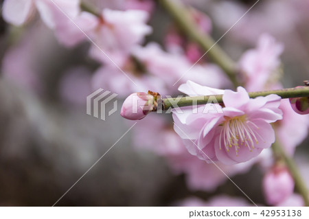 Duson落下的梅花植物/靜岡縣濱松市 42953138