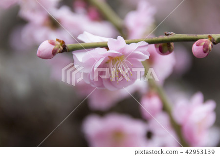 Duson落下的梅花植物/靜岡縣濱松市 42953139