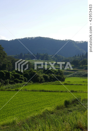 風景攝影日本的原始景觀綠色的稻田和藍色的山村日本的satoyama日本稻田，帶著美好的回憶和蜻蜓 42953483