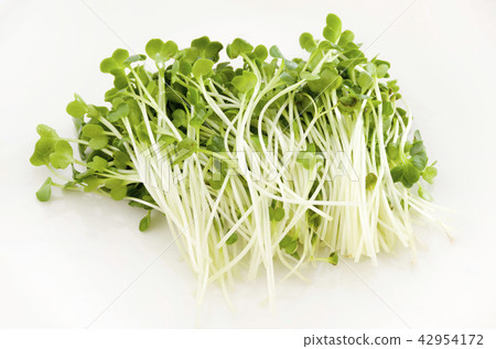 Caution: Daikon radish Caution: Daikon radish 42954172