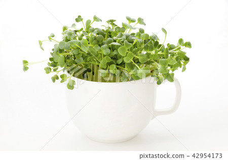 Caution: Daikon radish Caution: Daikon radish 42954173