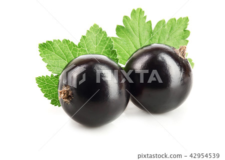 two black currant with leaf isolated on white background 42954539