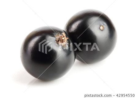 two black currant isolated on white background two black currant isolated on white background 42954550