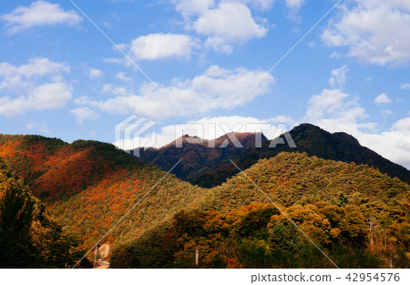 Autumn forest Taebaek Mountains, Gangwon-do, Korea Autumn forest Taebaek Mountains, Gangwon-do, Korea 42954576