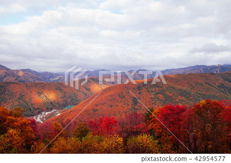 Autumn forest Taebaek Mountains, Gangwon-do, Korea 42954577