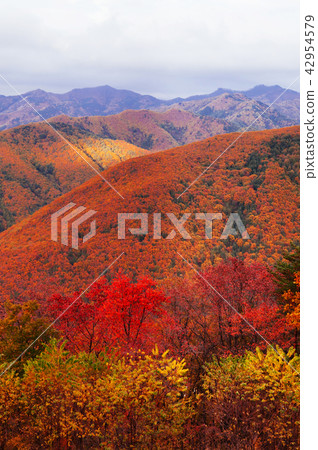 Autumn forest Taebaek Mountains, Gangwon-do, Korea 42954579