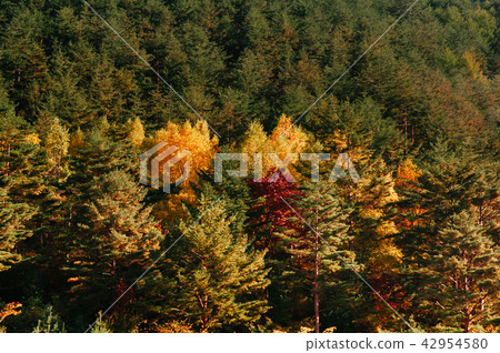 Autumn forest Taebaek Mountains, Gangwon-do, Korea 42954580