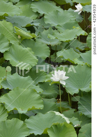 [Nagasaki Prefecture] Shimabara Castle Outer Moat Water Lilies 42954939