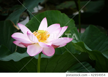 Landscape photography Plant Flower Lotus flower Pink lotus Izunuma lotus Flower with herbs Herb Lotus 42954954