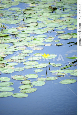 風景照片植物Asaza花水生植物Izunuma癒合明信片刷新 42955008
