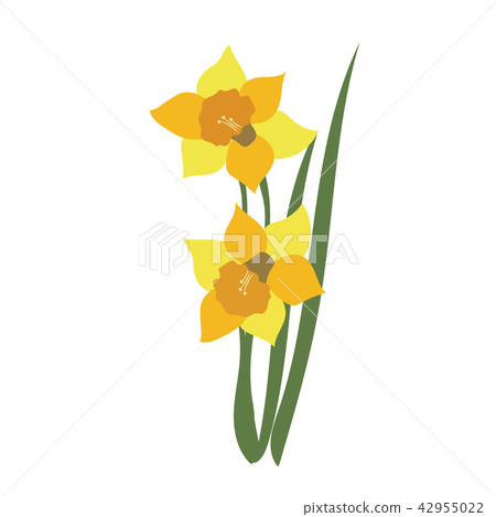 Nature flower daffodil - Stock Illustration [42955022] - PIXTA