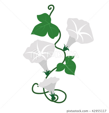 Nature flower white morning glory flower 42955117