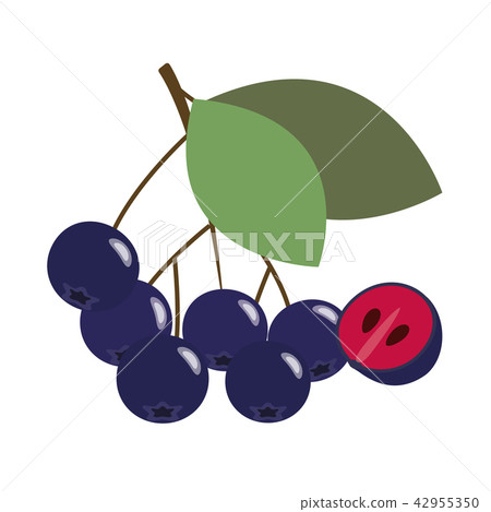 Healthy organic black chokeberry aronia berry Healthy organic black chokeberry aronia berry 42955350