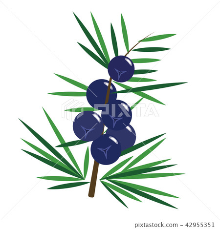 Healthy organic juniper berry 42955351