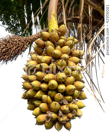 Palm kernel on palm tree. 42956081