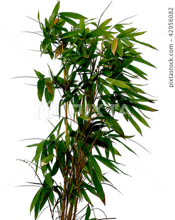 bamboo tree , green nature background. bamboo tree , green nature background. 42956082
