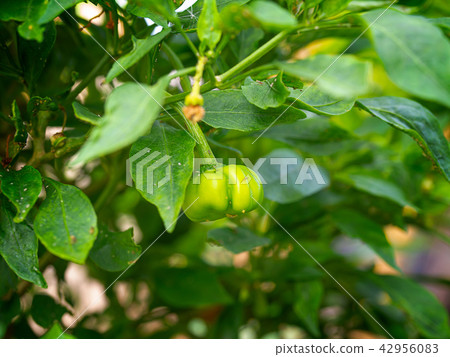 Growing the bell peppers (capsicum) 42956083