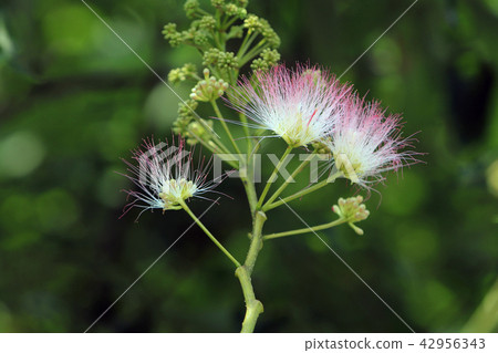 混合的花朵 42956343