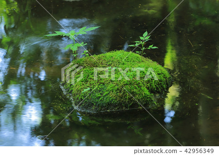 六月的水面 42956349