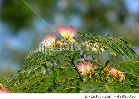 混合的花朵 42956350