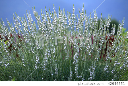 白薰衣草 42956351