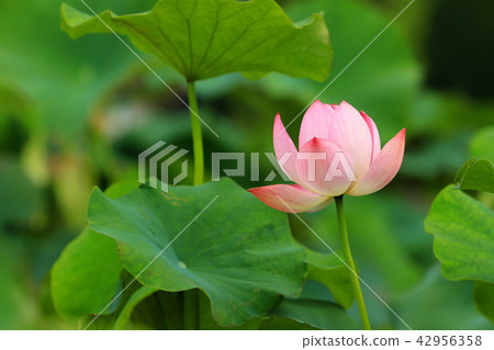 Lotus flower Lotus flower 42956358