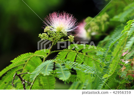 混合的花朵 42956359