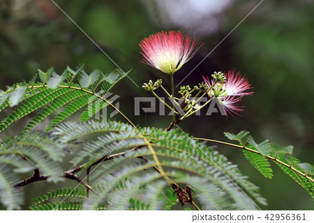 混合的花朵 42956361