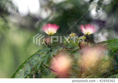混合的花朵 42956362
