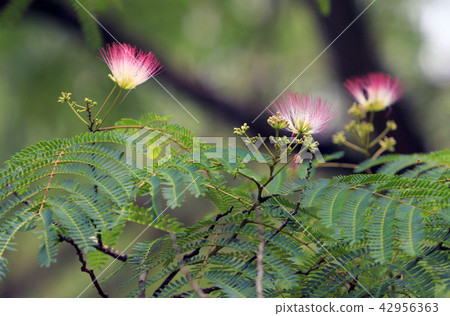 混合的花朵 42956363