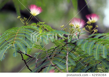 混合的花朵 42956364