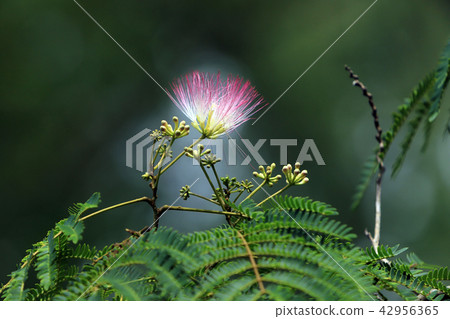 混合的花朵 42956365