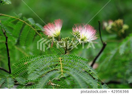 混合的花朵 42956366