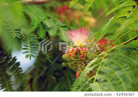 混合的花朵 42956367