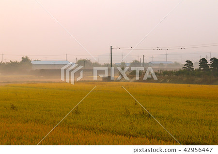 秋天早晨有霧的領域風景 42956447