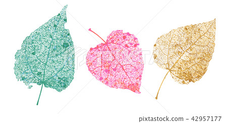 Set of skeletons leaves. Fallen foliage for autumn designs. Natural leaf of aspen and birch. Colored 42957177