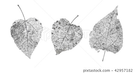 Set of black gray skeletons leaves on white background. Fallen foliage for autumn designs. Natural Set of black gray skeletons leaves on white background. Fallen foliage for autumn designs. Natural 42957182