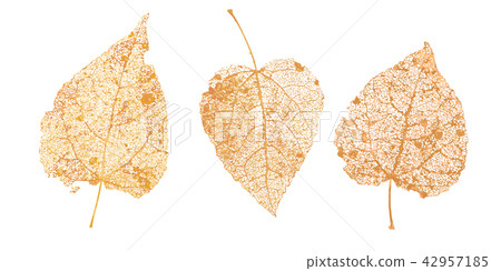 Set of golden leaves skeletons. Fallen foliage for autumn designs. Natural leaf of aspen and birch 42957185