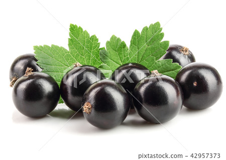 black currant with leaf isolated on white background black currant with leaf isolated on white background 42957373